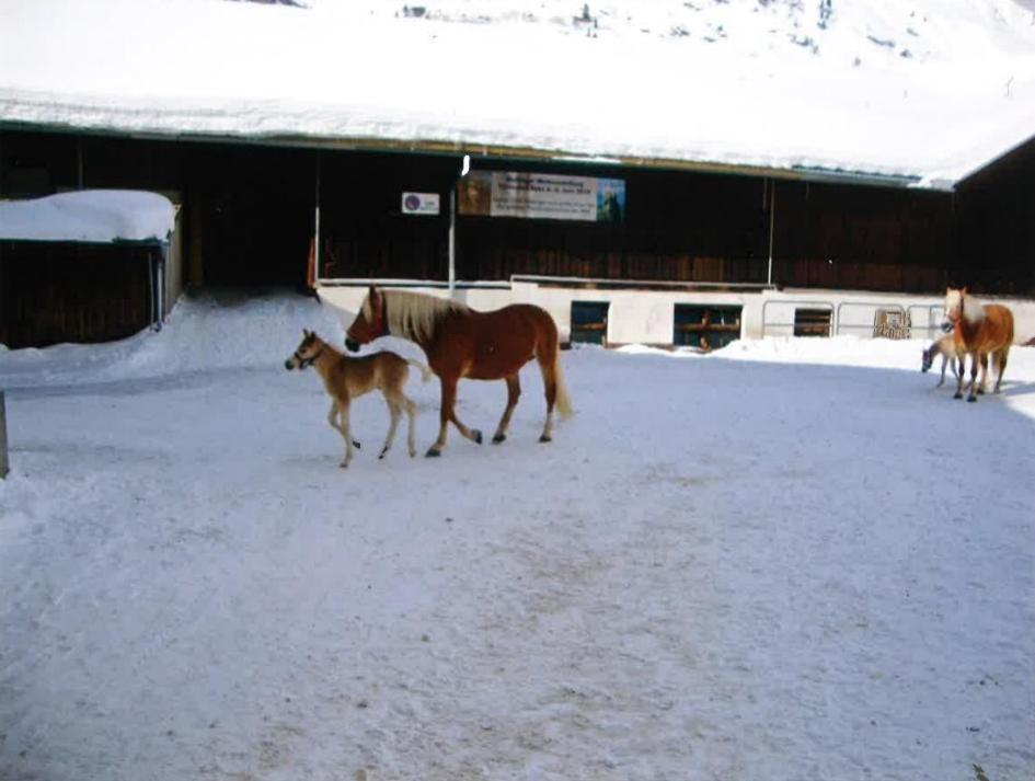 Merryshof Sankt Ulrich am Pillersee Exteriér fotografie
